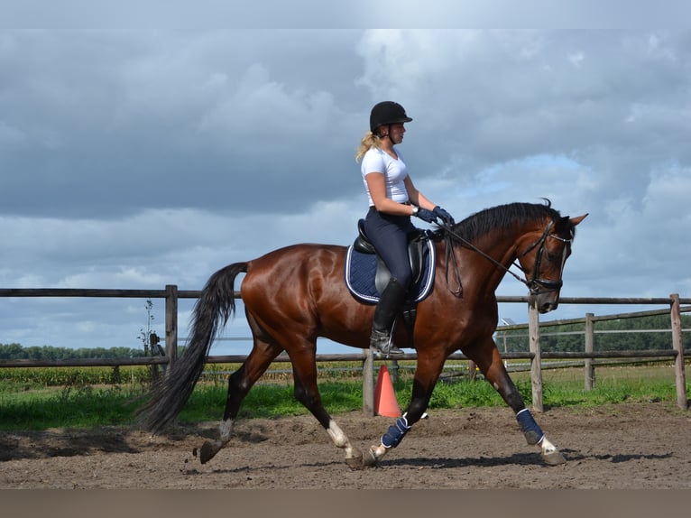 KWPN Ruin 12 Jaar 175 cm Bruin in Brakel