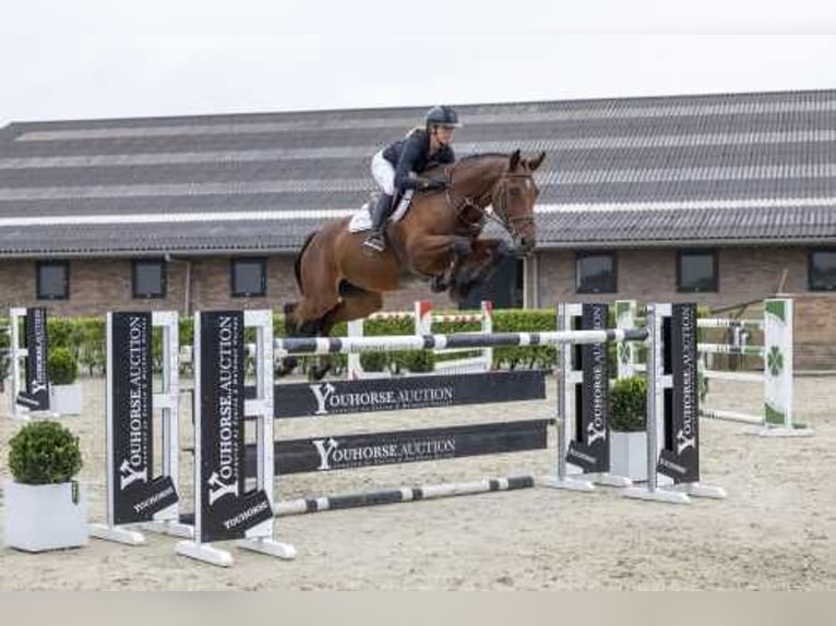 KWPN Ruin 12 Jaar 175 cm Bruin in Waddinxveen