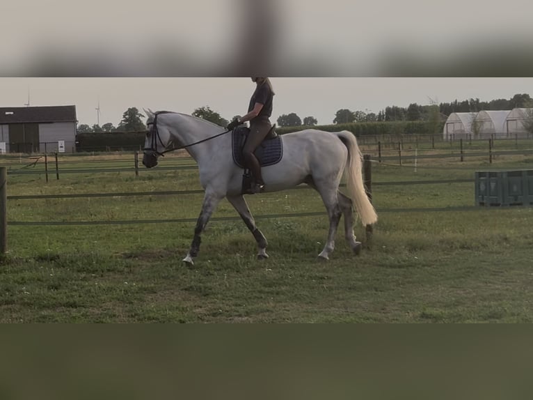 KWPN Ruin 12 Jaar 175 cm Schimmel in Meijel