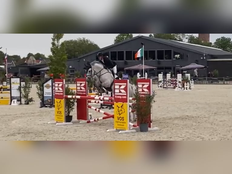 KWPN Ruin 12 Jaar 175 cm Schimmel in Meijel