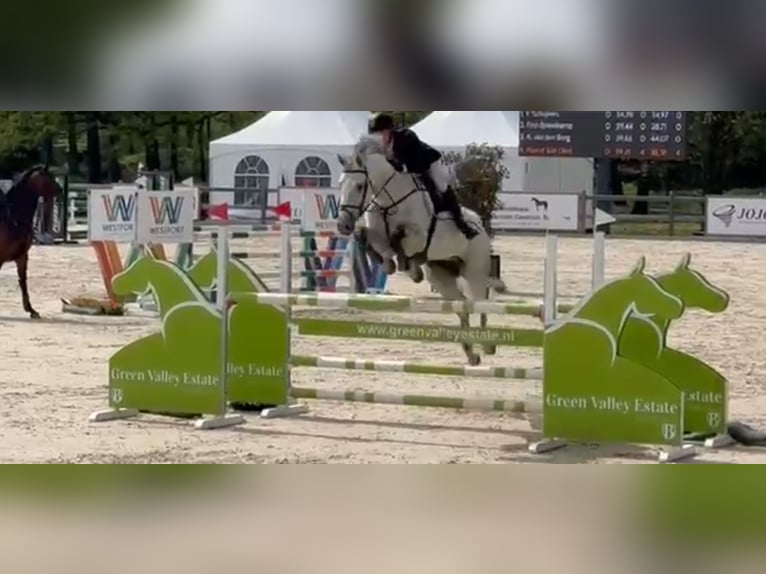 KWPN Ruin 12 Jaar 175 cm Schimmel in Meijel