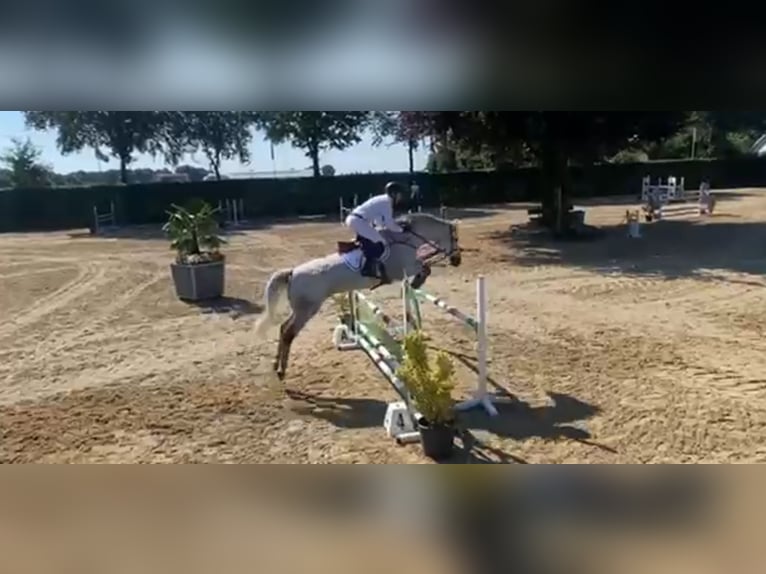 KWPN Ruin 12 Jaar 175 cm Schimmel in Meijel