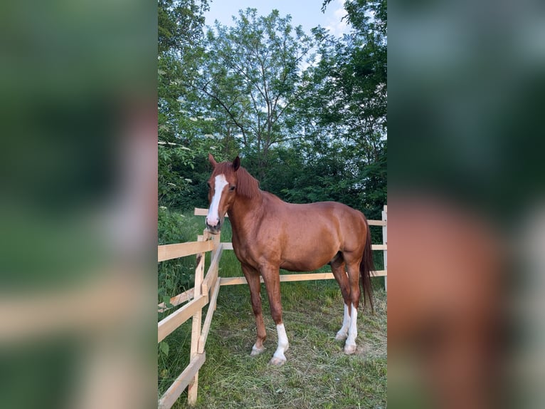 KWPN Ruin 12 Jaar 175 cm Vos in Badersdorf
