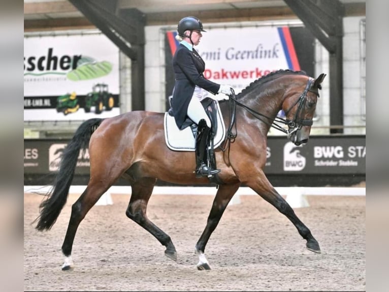 KWPN Ruin 12 Jaar 176 cm Bruin in Rees