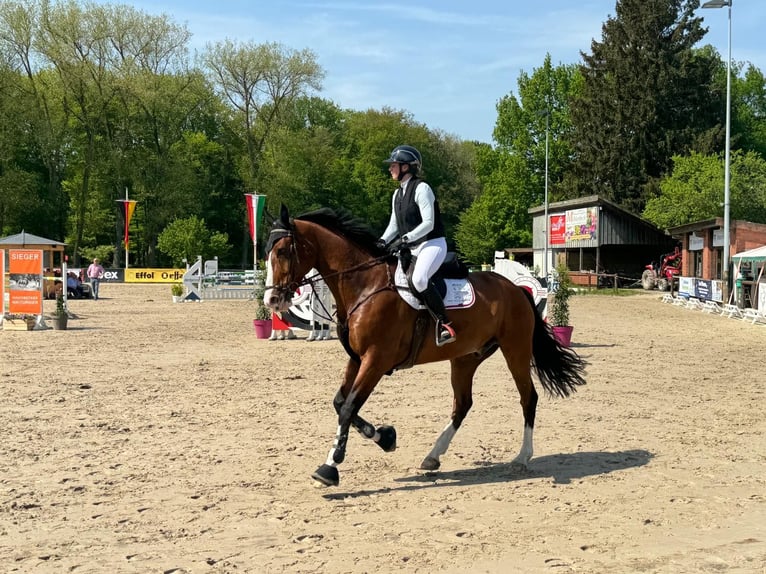 KWPN Ruin 12 Jaar 178 cm Bruin in Coesfeld