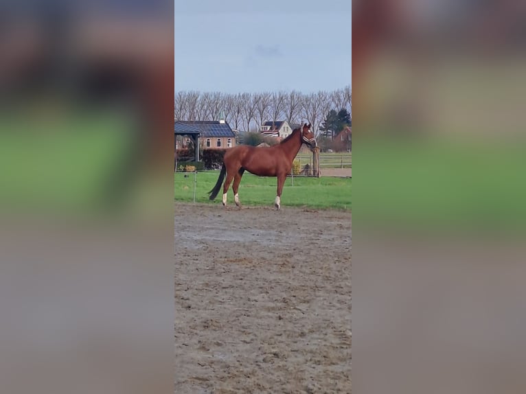 KWPN Ruin 12 Jaar 179 cm Vos in Den Bommel