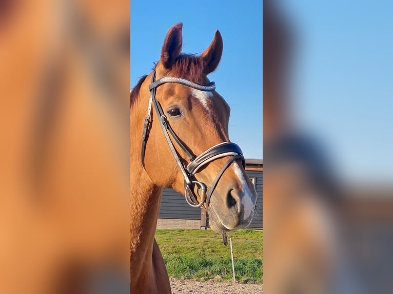 KWPN Ruin 12 Jaar 179 cm Vos in Den Bommel