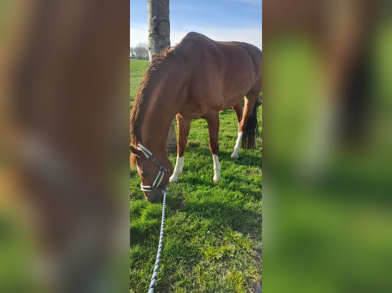 KWPN Ruin 12 Jaar 179 cm Vos in Den Bommel