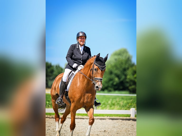 KWPN Ruin 12 Jaar 179 cm Vos in Den Bommel