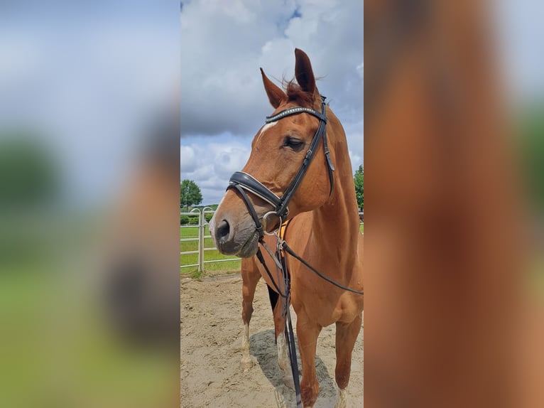 KWPN Ruin 12 Jaar 179 cm Vos in Den Bommel