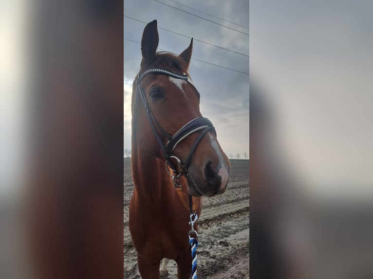 KWPN Ruin 12 Jaar 179 cm Vos in Den Bommel