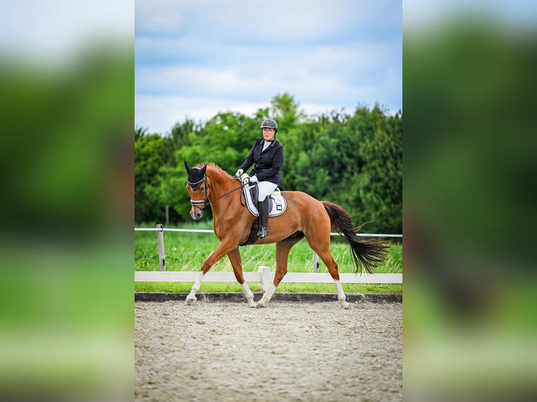 KWPN Ruin 12 Jaar 179 cm Vos in Den Bommel