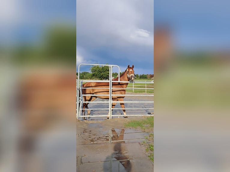 KWPN Ruin 12 Jaar 179 cm Vos in Den Bommel