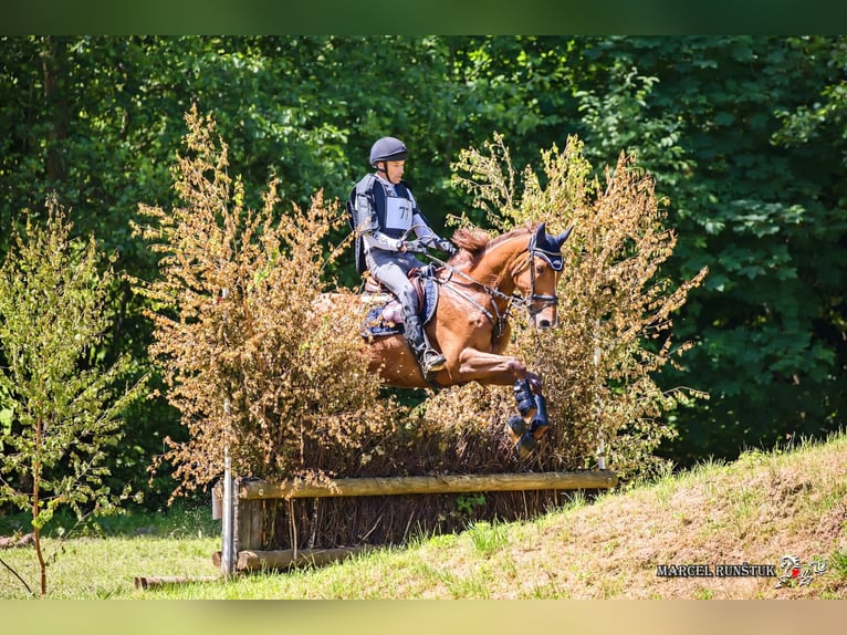 KWPN Ruin 12 Jaar 179 cm Vos in Moosach