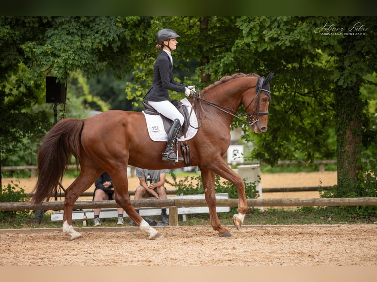 KWPN Ruin 12 Jaar 179 cm Vos in Moosach