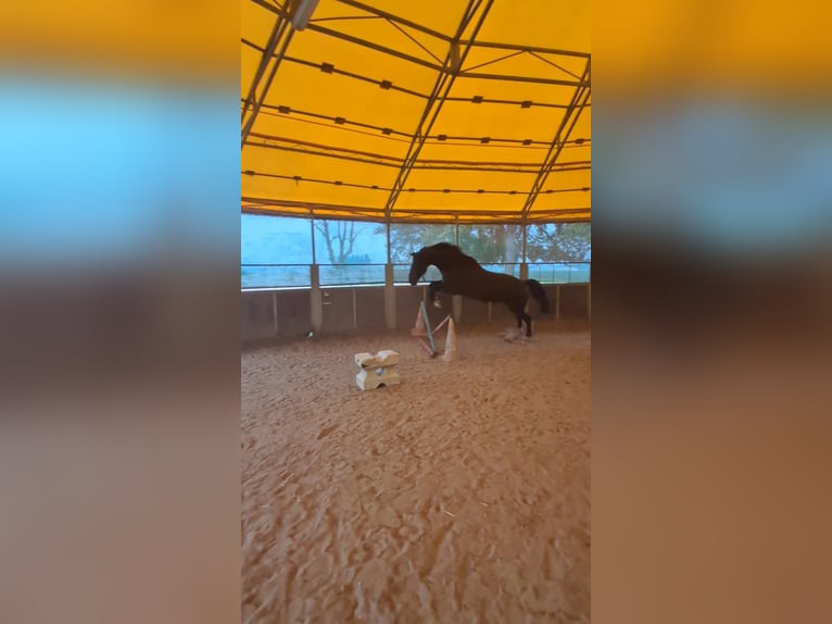 KWPN Ruin 12 Jaar Donkerbruin in Petit Villers