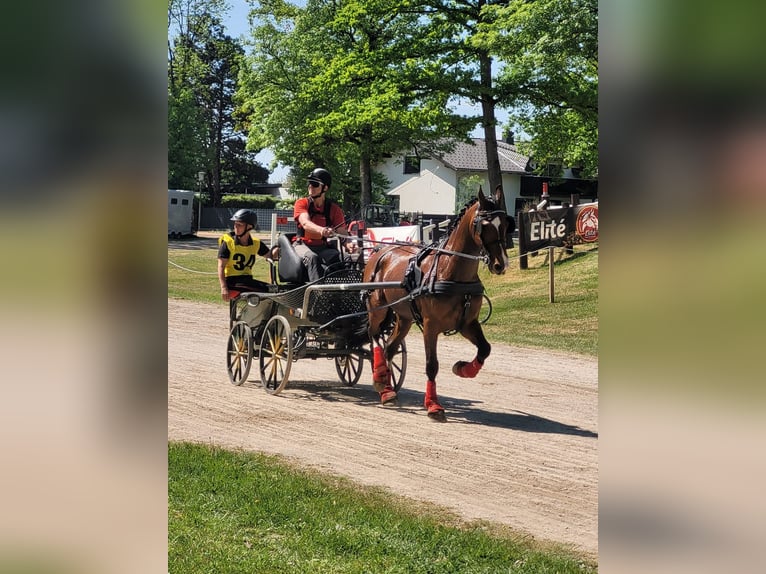 KWPN Ruin 13 Jaar 162 cm Bruin in Lembach