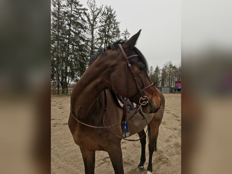 KWPN Ruin 13 Jaar 164 cm  in Kissing
