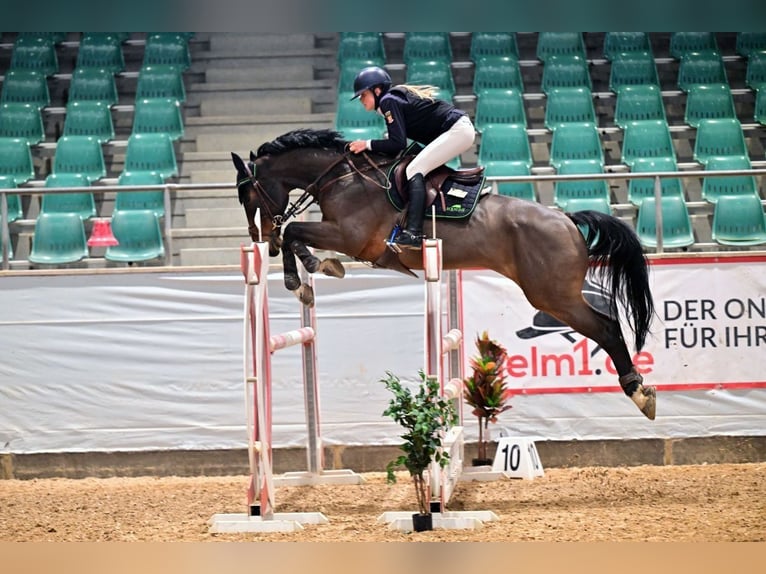 KWPN Ruin 13 Jaar 164 cm  in Kissing