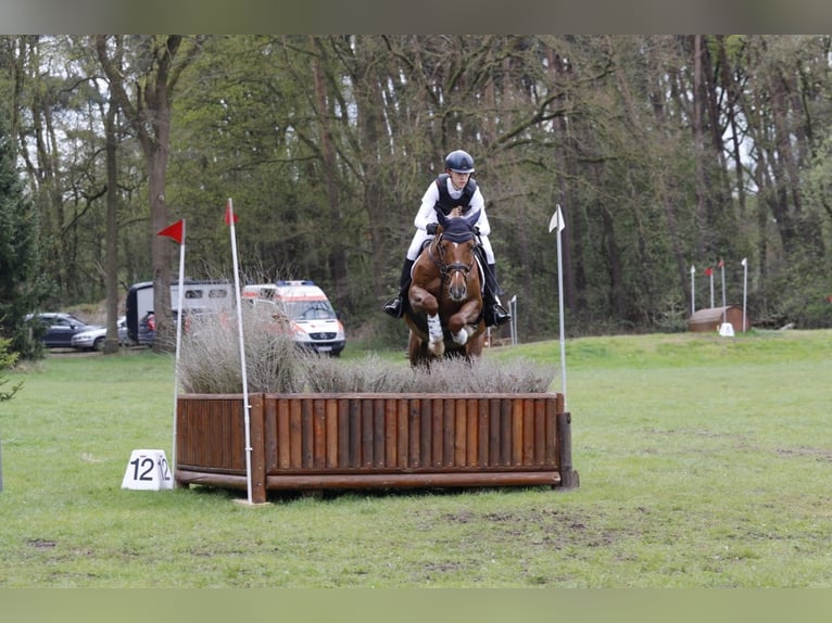KWPN Ruin 13 Jaar 168 cm Vos in Ganderkesee