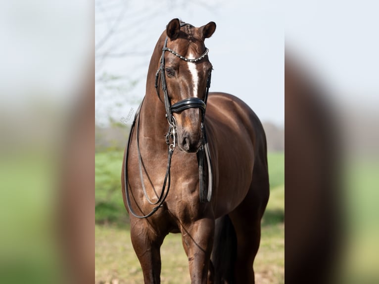 KWPN Ruin 13 Jaar 170 cm Bruin in Peer