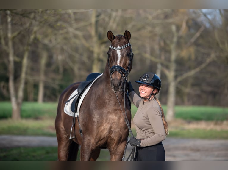 KWPN Ruin 13 Jaar 170 cm Bruin in Peer