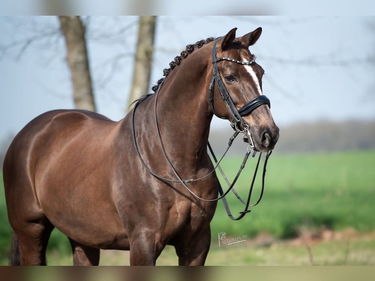 KWPN Ruin 13 Jaar 170 cm Bruin in Peer