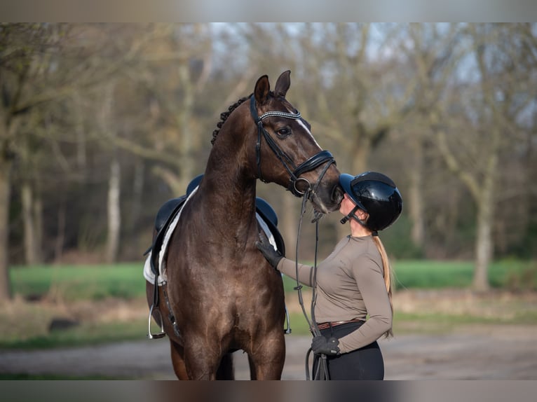 KWPN Ruin 13 Jaar 170 cm Bruin in Peer