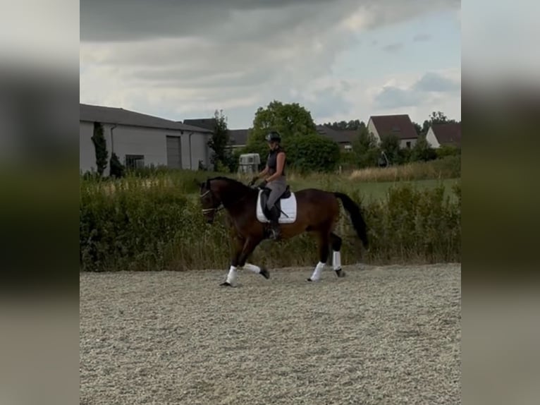 KWPN Ruin 13 Jaar 170 cm Donkerbruin in Lebbeke