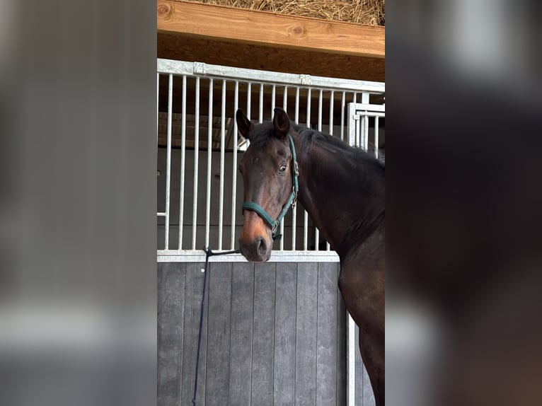 KWPN Ruin 13 Jaar 170 cm Donkerbruin in Lebbeke