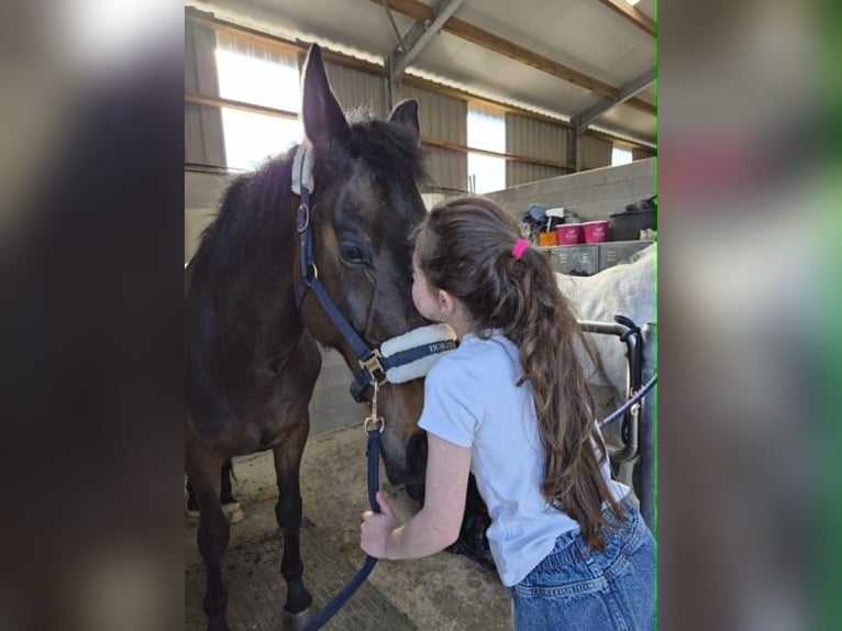 KWPN Ruin 13 Jaar 170 cm Donkerbruin in Lebbeke