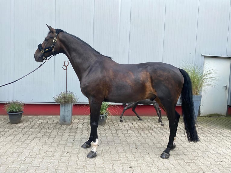 KWPN Ruin 13 Jaar 172 cm Donkerbruin in Neuenrade
