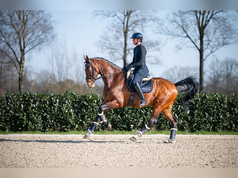 KWPN Ruin 13 Jaar 174 cm Bruin in Denekamp