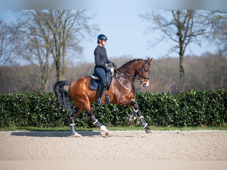 KWPN Ruin 13 Jaar 174 cm Bruin in Denekamp