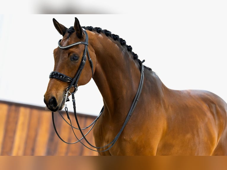 KWPN Ruin 13 Jaar 174 cm Bruin in Kwadijk