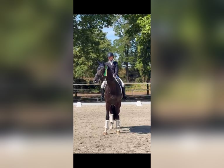 KWPN Ruin 13 Jaar 174 cm Zwart in Beselich