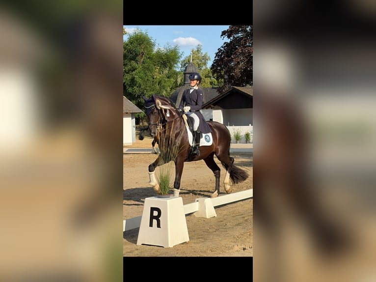 KWPN Ruin 13 Jaar 174 cm Zwart in Beselich