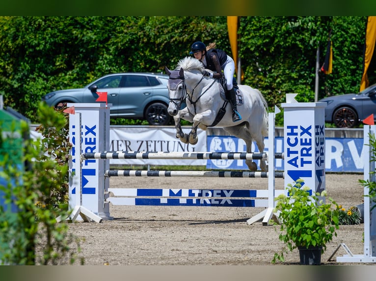 KWPN Ruin 13 Jaar 175 cm Schimmel in Heidenheim an der Brenz KWPN Ruin 13 Jaar 175 cm Schimmel in Heidenheim an der Brenz