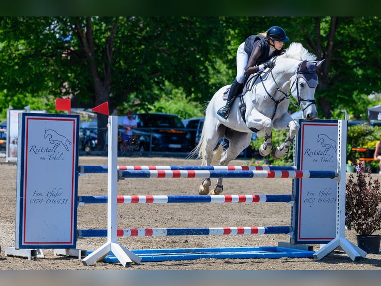 KWPN Ruin 13 Jaar 175 cm Schimmel in Heidenheim an der Brenz KWPN Ruin 13 Jaar 175 cm Schimmel in Heidenheim an der Brenz