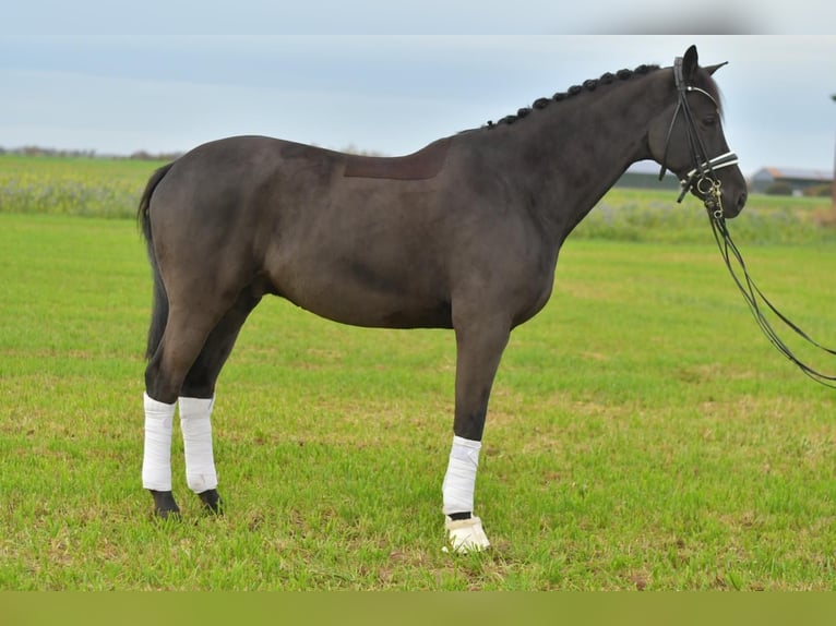 KWPN Ruin 13 Jaar 175 cm Zwartbruin in Geilenkirchen