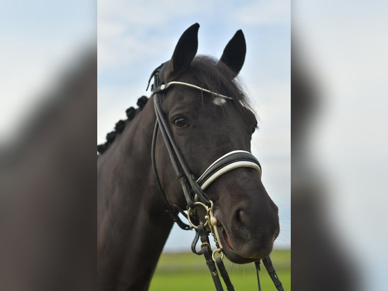 KWPN Ruin 13 Jaar 175 cm Zwartbruin in Geilenkirchen