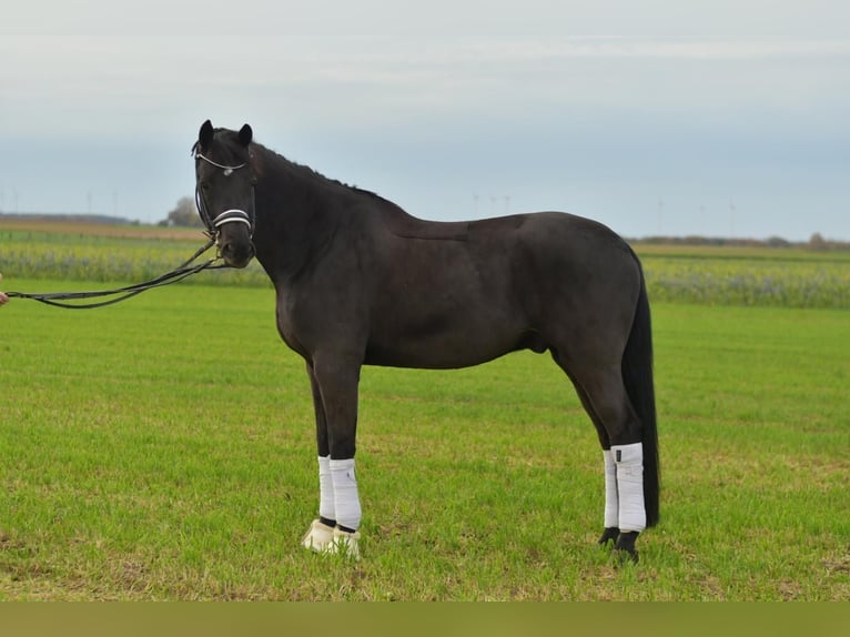 KWPN Ruin 13 Jaar 175 cm Zwartbruin in Geilenkirchen