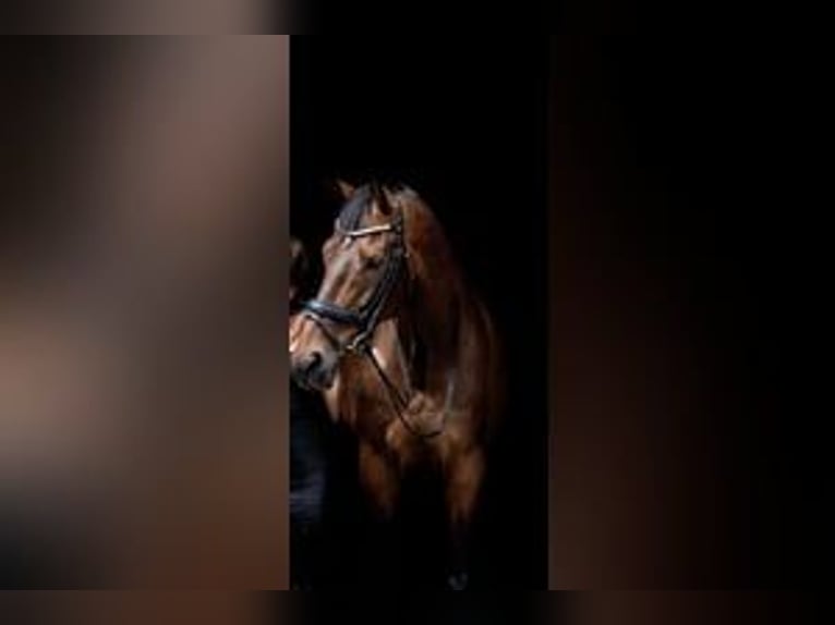 KWPN Ruin 13 Jaar 176 cm Bruin in Roermond