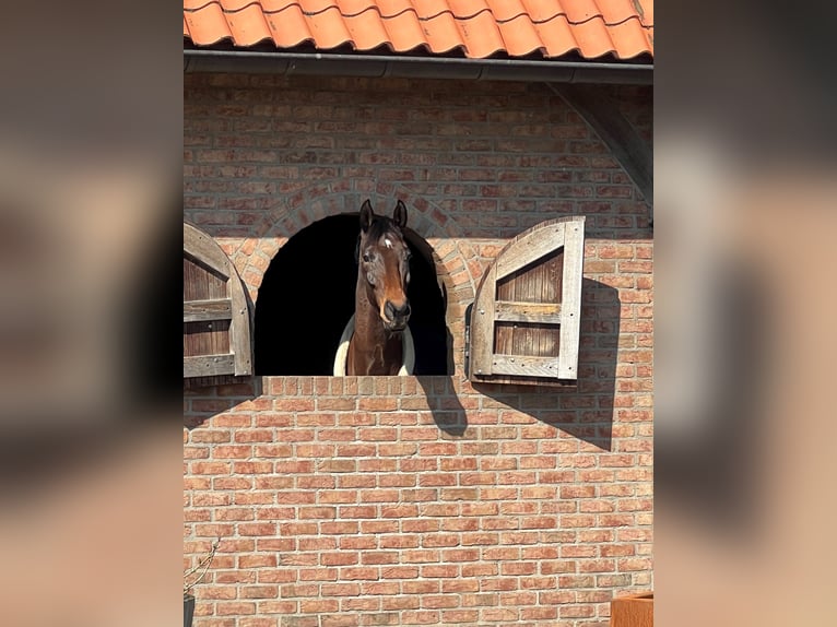 KWPN Ruin 13 Jaar 176 cm Bruin in Roermond