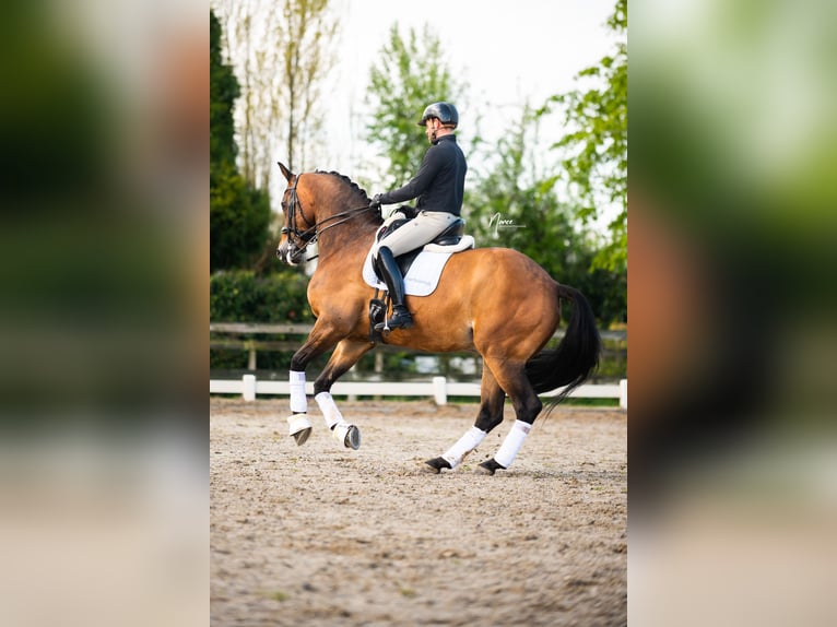 KWPN Ruin 13 Jaar 176 cm Donkerbruin in Boven-Leeuwen