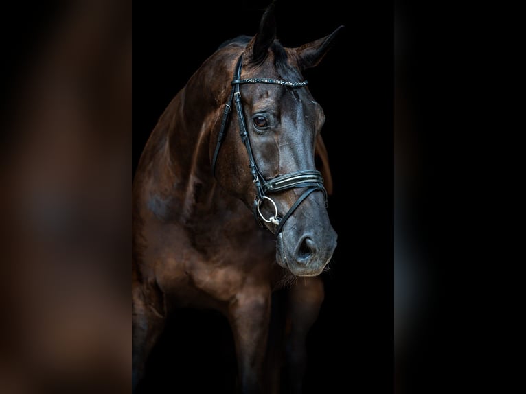 KWPN Ruin 13 Jaar 184 cm Zwartbruin in Sittendorf