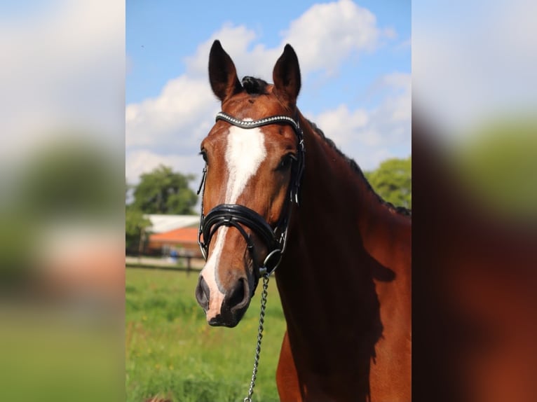 KWPN Ruin 14 Jaar 165 cm Bruin in Harkema