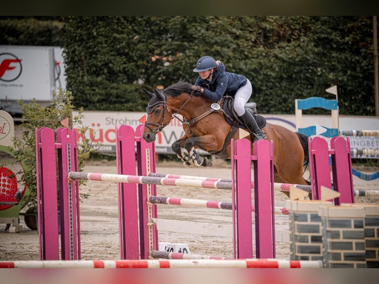 KWPN Ruin 14 Jaar 167 cm Bruin in Kevelaer