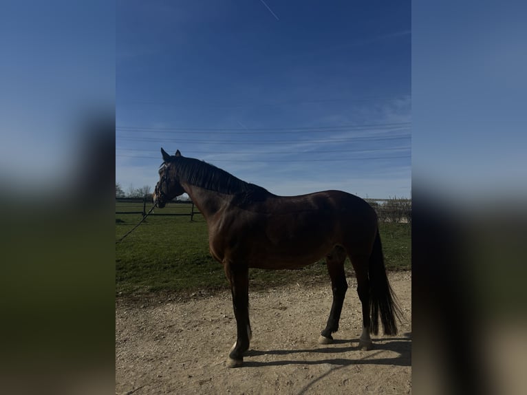 KWPN Ruin 14 Jaar 168 cm Bruin in Tuningen