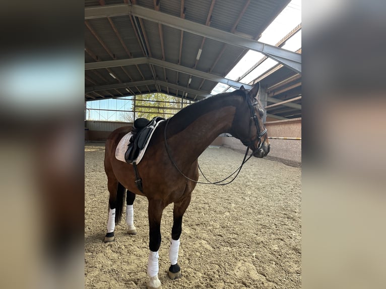 KWPN Ruin 14 Jaar 168 cm Bruin in Tuningen